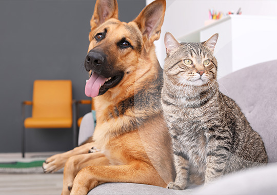 Multiasistencia pets Multiasistencia pets